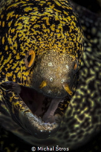 Snowflake moray eel by Michal Štros 